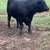 Registered Angus Bulls Available 1 thumbnail