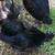 Chicks ayam cemani 11 thumbnail