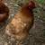 laying hens 3 thumbnail