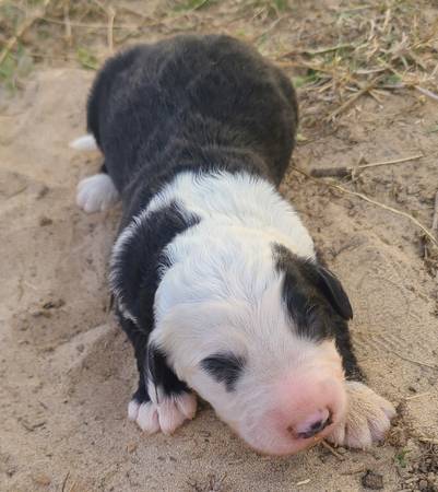 SHEEPADOODLE PUPPIES! 1