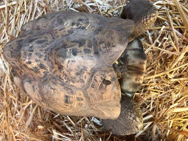 Leopard tortoises for sale 1