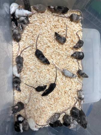 Fancy mice established breeding colonies64178876030977122