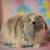🤍Holland Lop Bunnies 🤍 8 thumbnail