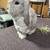 Holland lop 2 thumbnail