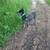AKC cattle dog male 2 thumbnail