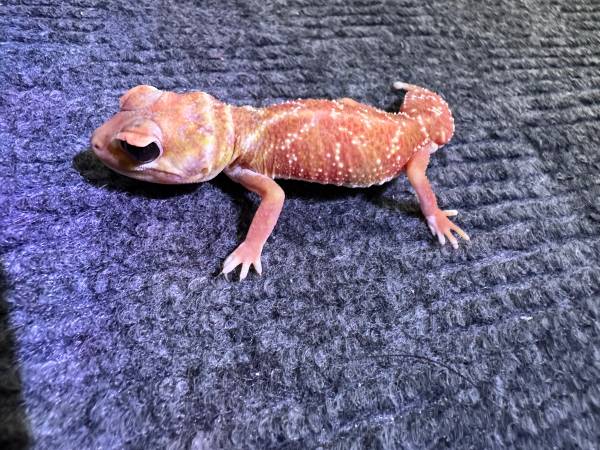 Rehoming a high red Nephrurus Levis Levis63830037169665123