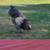 Friendly Easter Egger Rooster 5 thumbnail