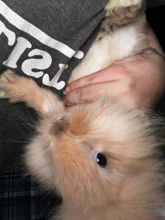 Conejos LionHead (Altha)63487637282561121