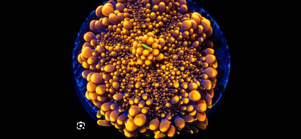 Orange purple Yuma mushroom coral frag 1