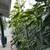 Hass & Fuerte Avocados 15-Gallon Pots 7 thumbnail