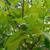 Live Lemon Trees 8' High Citrus (2) Trees Indoor or Outdoor 6 thumbnail