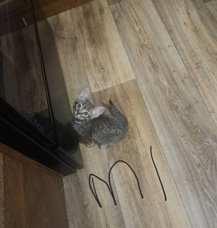 3 free kittens (Broken Bow)63902987584642120