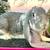 English Lop bunny 1 thumbnail