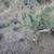 Different cacti 3 thumbnail
