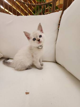 Ruga muffin mix male kitten message me for price (Everett)63891700392323120