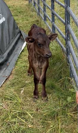 Jersey mix calf 1