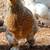 Brahma chicks-mottled, porcelain, blue salmon, lemon pyle, Isabel 21 thumbnail