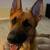Red Female German Shepherd 3 thumbnail