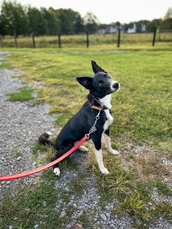 Border Collie Female63924865598339121