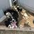 puppies 1 thumbnail