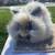 Harlequin English Angora Doe 2 thumbnail