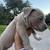 Lilac & Chocolate extreme bullie pups 2 thumbnail