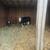 Cow calf pair 1 thumbnail