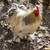 Bantam Cochin rooster 2 thumbnail