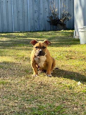 4 month female bully 1