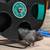 Male Syrian long haired hamster 2 thumbnail