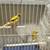 Canaries 2 thumbnail