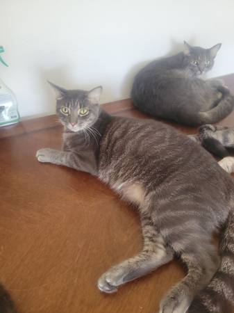 Cats (Starke)63993131737475122