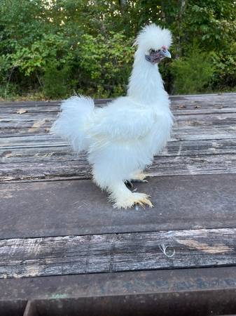 Silkies and satens 1