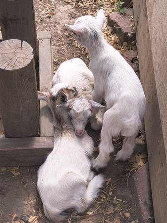 Nigerian Dwarf Goat Kids (Neosho)63654750354691124