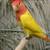Birds 1 thumbnail