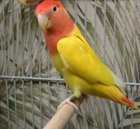 Birds 1