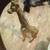 Brass Giraffe 1 thumbnail