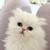 Sonw white fluffy kitten 🤍 2 thumbnail