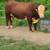 Polled Hereford Bull 3 thumbnail