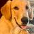 Golden retriever / great pyrenees mix 1 thumbnail