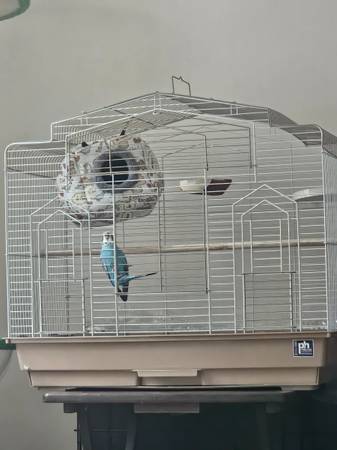 Looking to give a budgie a home 1