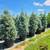 Large Shade and Landscaping Trees! Oaks, Elms, and More! 4 thumbnail