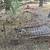 Yard Art 4 thumbnail
