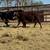 Cows for sale 5 thumbnail
