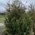 5-6 ' Privacy Hedge Arborvitae Free Install Green Giant, Dark American 1 thumbnail