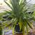 Spider plants, ceramic pots included 2 thumbnail