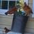 Chickens 3 pullets 5 thumbnail