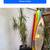 Decorative palm trees🌴DELIVERY🎅Dragon tree.Dracaena Marginata.Plants 12 thumbnail