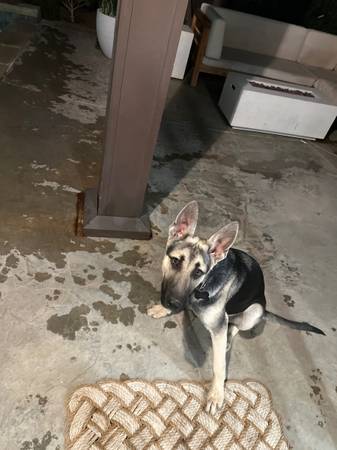 German Shepard puppy - $5063471079730945123