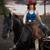 Horse 5 thumbnail
